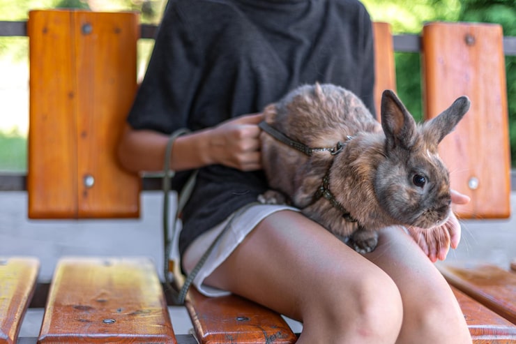 Czemu królik mnie podgryza