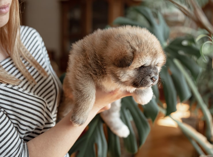 Dlaczego szczeniak ma czkawkę