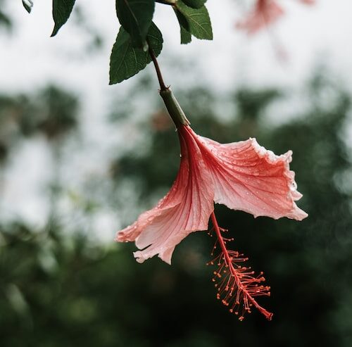 Hibiskus dlaczego nie kwitnie