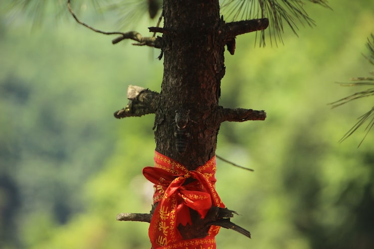 Jak Zrobić Choinkę Na Pniu Z Żywych Gałązek?