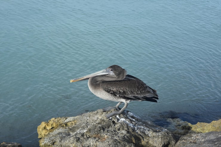 Żeneta zwyczajna ile żyje