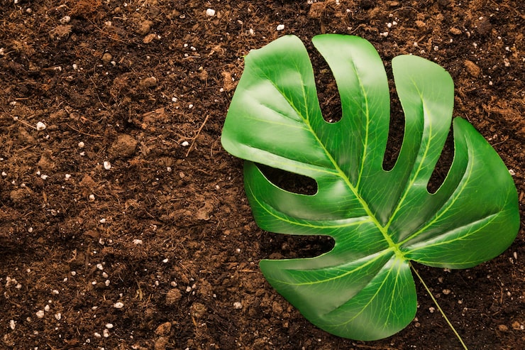 Jaka ziemia do monstery