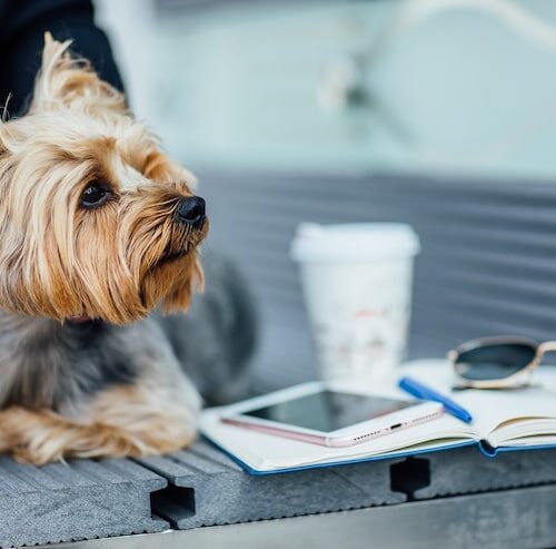 Ile kosztuje shih tzu?