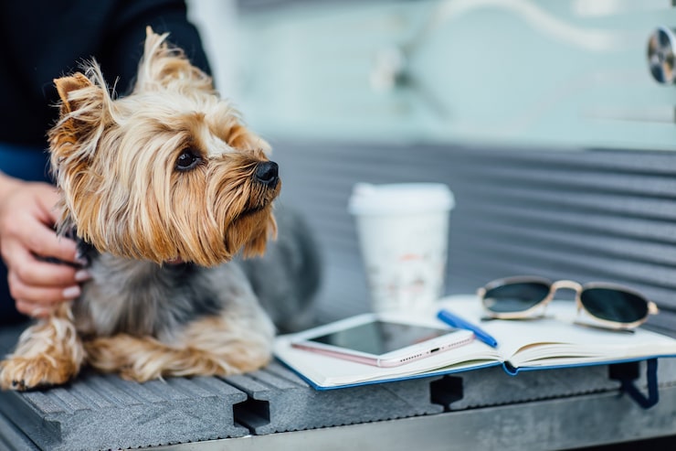 Ile kosztuje shih tzu?