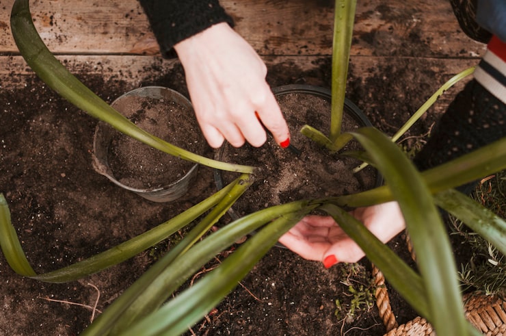 Jak sadzić kłącza liliowców