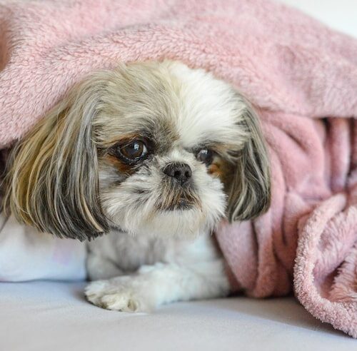 Dlaczego shih tzu śmierdzi?