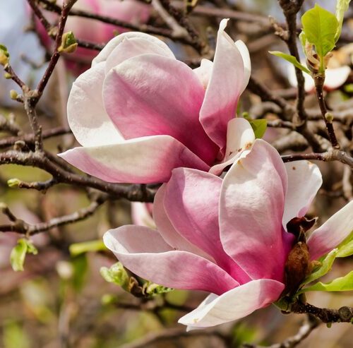 Magnolia Pąki Kwiatowe Jak Wyglądają