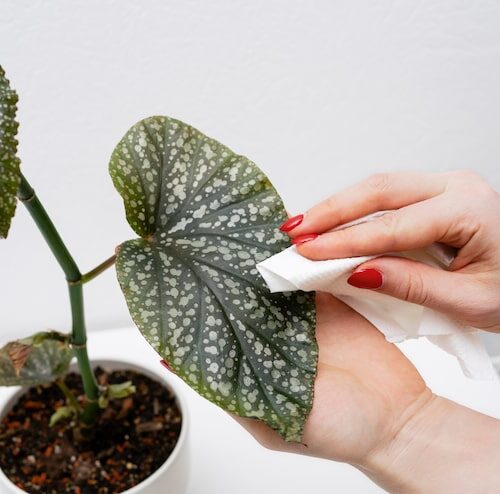Syngonium Neon Robusta jak dbać