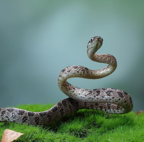 Jaki jest największy wąż na świecie?
