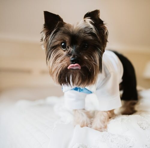 Jak obcinać Shih Tzu
