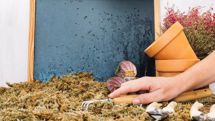 Jak rozpoznać korniki w domu