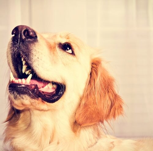 Dlaczego Golden Retriever się ślini?
