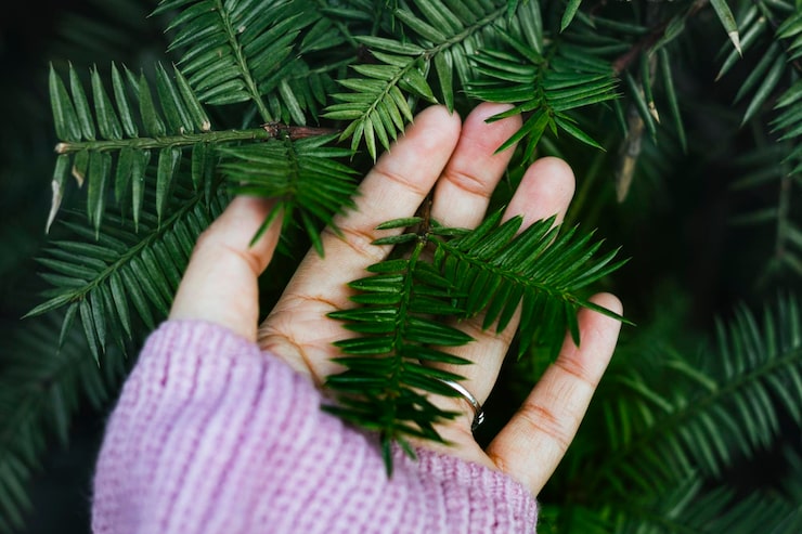 Jak uratować paprotkę