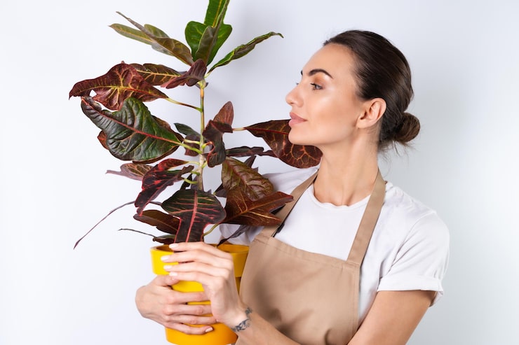 Czy monstera lubi fusy z kawy?