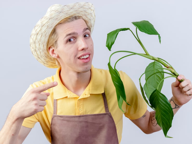 Podagrycznik Jak Się Pozbyć