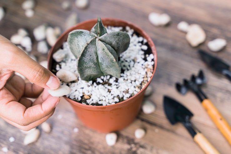 Sukulent, jak podlewać