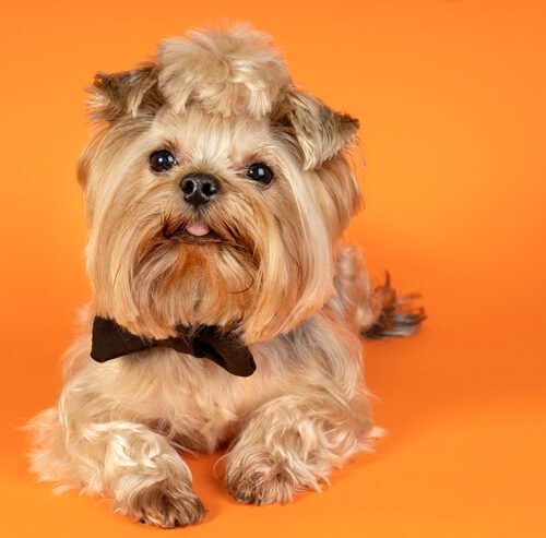 Jak obciąć Shih Tzu zdjęcia