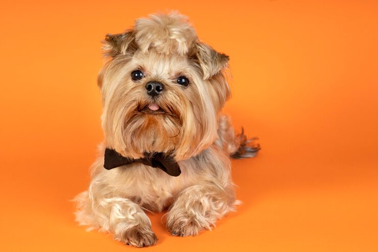 Jak obciąć Shih Tzu zdjęcia