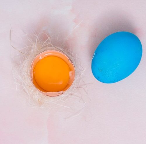 Jak wyglądają jaja pcheł