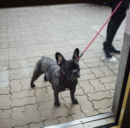 Dlaczego pies nie chce iść do budy