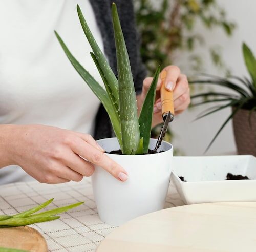Jak zaszczepić aloes?