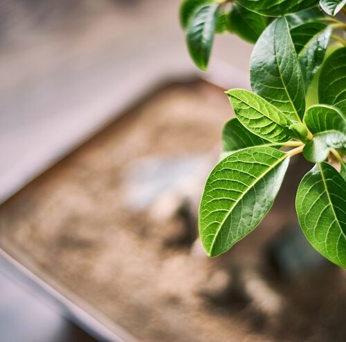 Jaka ziemia do bonsai liściastych