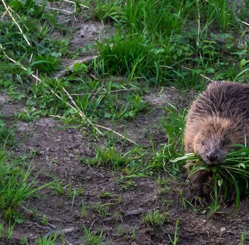 Niedźwiedzie Futro – Jak Sadzić – Poradnik uprawy rośliny ozdobnej