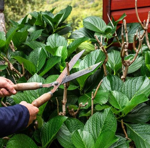 Laurowiśnia – pielęgnacja w ogrodzie – Podlewanie, cięcie i nawożenie