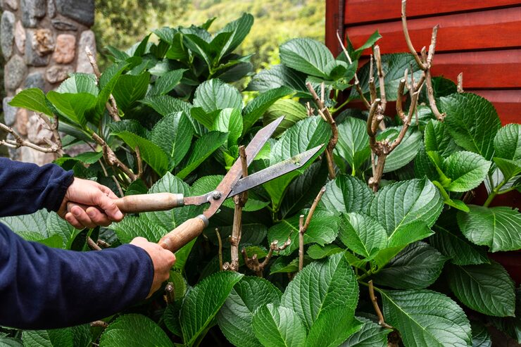 Laurowiśnia – pielęgnacja w ogrodzie – Podlewanie, cięcie i nawożenie